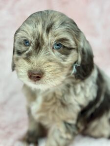 chocolate merle female puppy for sale in AL