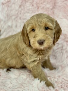 Apricot mini goldendoodle with a no curl coat