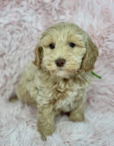 blonde female mini goldendoodle for sale