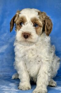 red and white parti mini goldendoodle boy for sale