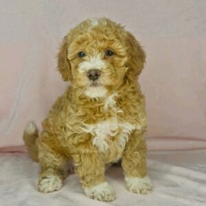 red tuxedo mini goldendoodle for sale near Birmingham