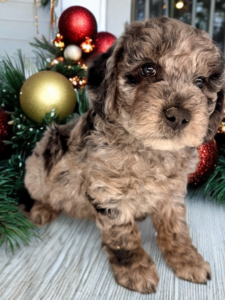 curly blue merle mini goldendoodle for christmas