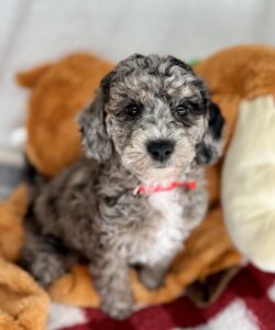 curly blue merle mini goldendoodle female