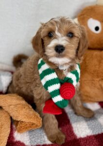 red and white mini goldendoodle girl for sale