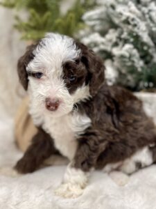 super chocolate tuxedo mini goldendoodle female puppy for sale in AL