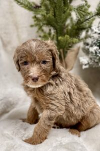 merle phantom chocolate mini goldendoode male for sale in AL