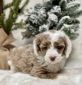 chocolate merle parti phantom female mini goldendoodle