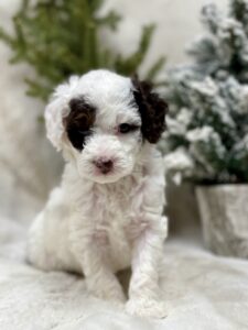 dark chocolate parti mini goldendoodle in AL