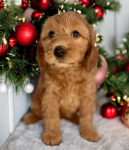 red mini goldendoodle female for sale