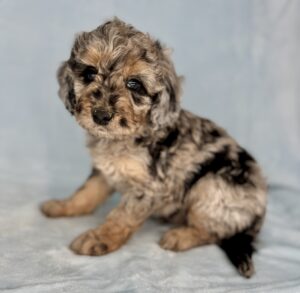 blue merle mini bernedoodle male puppy available to adopt in AL