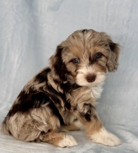 chocolate merle mini Bernedoodle male available for adoption near Birmingham, AL