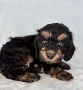 tri color mini bernedoodle male puppy for sale in AL