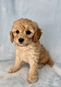 teddy bear colored mini bernedoodle for sale in AL