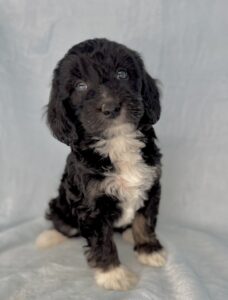 tri-colored mini Bernedoodle female puppy for sale near Birmingham