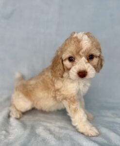 blonde tuxedo mini Bernedoodle