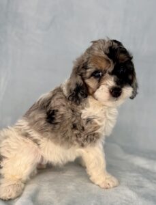 Blue merle parti mini Bernedoodle for sale in AL