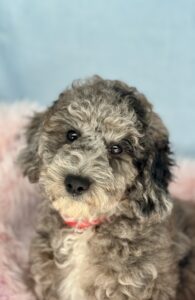 blue merle mini goldendoodle female puppy for sale in AL