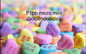 micro mini and mini f1bb goldendoodles available in AL