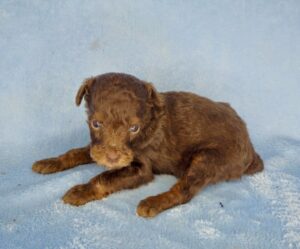 chocolate phantom mini goldendoodle boy for sale