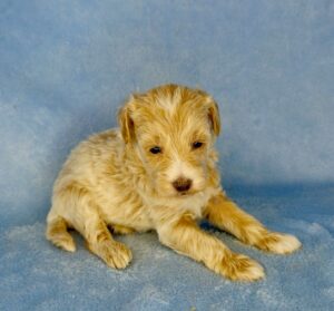 blonde mini goldendoodle boy available near Birmingham, Al