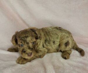 Chocolate mini Goldendoodle female