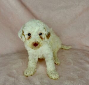 Red and White parti mini Goldendoodle female avialable in AL