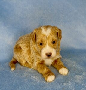 teddy bear mini goldendoodle with blonde tuxedo markings