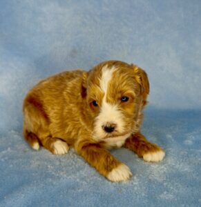 red tuxedo male mini goldendoodle puppy available to adopt in AL