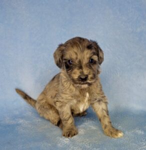 blue merle min goldendoodle puppy for sale in AL