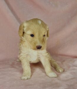 blonde female mini goldendoodle for sale in AL