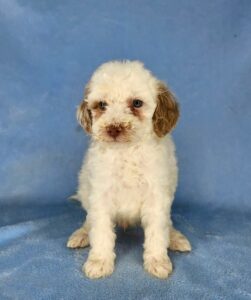 red and white parti mini goldendoodle boy for sale in AL