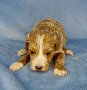 blonde tuxedo teddy bear mini goldendoodle available in AL