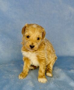 Carmel teddy bear mini goldendoodle male puppy available in AL