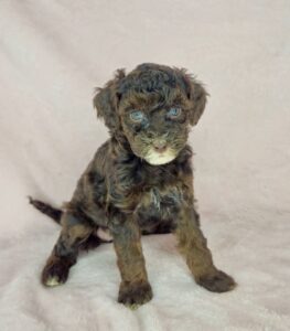 chocolate phantom female puppy available in AL