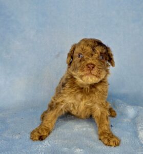 Chocolate merle mini goldendoodle boy available for adoption near Birmingham, AL