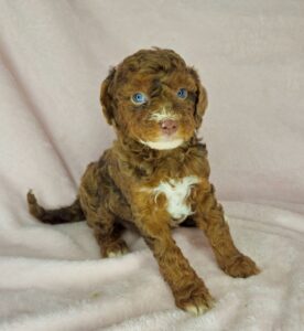 blue eyed mini goldendoodle female available in AL