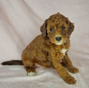 sable mini goldendoodle female available in AL