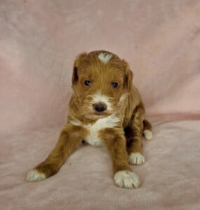 red tuxedo mini goldenoodle female