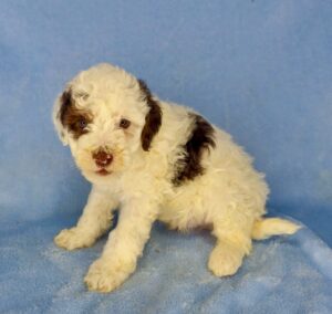 Chcolate phantom mini goldendoodle