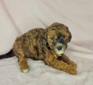 Sable chocolate merle mini goldendoodle female puppy available in AL