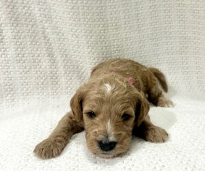 Teddy bear brown mini goldendoodle for sale in AL