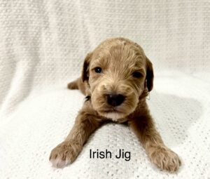 Teddy bear mini goldendoodle boy available near Birmingham.