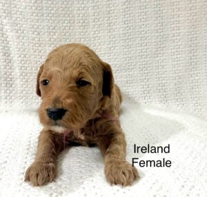 red mini goldendoodle female puppy available in March