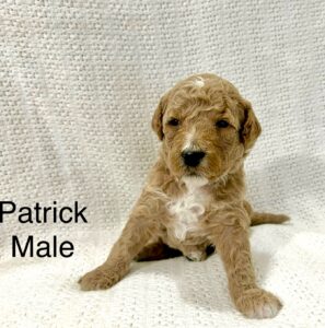 red mini goldendoodle 8 weeks old in March