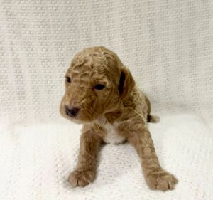 red mini goldendoodle male puppy available in AL