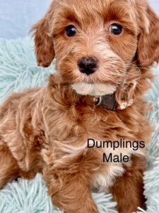 teddy bear mini goldendoodle male puppy for sale in AL