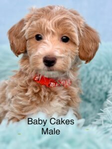 teddy bear mini goldendoodle available near Birmingham, AL