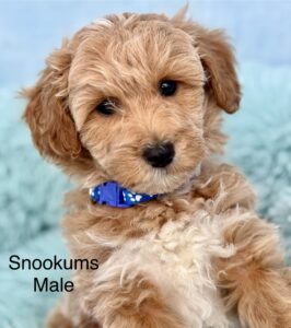 blonde mini goldendoodle available in AL