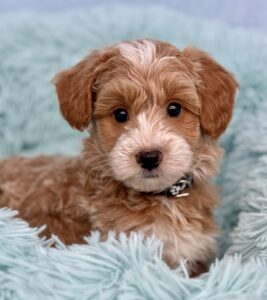 tuxedo mini goldendoodle for sale