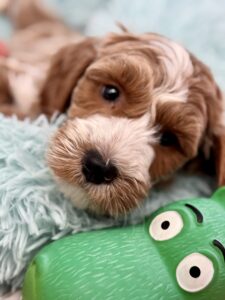 red tuxedo mini goldendoodle male puppy available